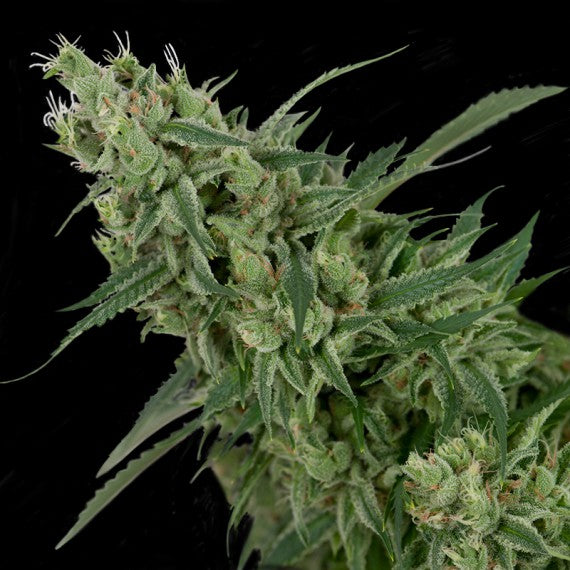 DNA Genetics Double Tangie Banana Regular