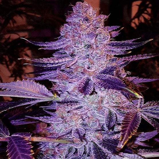 Ethos Genetics, Forbidden Zkittlez Bx2, Regular, 17 Stk