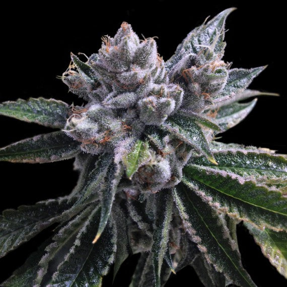 DNA Genetics El Fuego Auto Feminisiert Autoflower