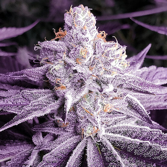 Ethos Genetics, Lilac OG Bx1, Regular, 17 Stk