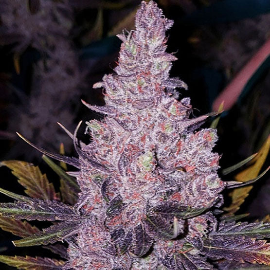 Ethos Genetics, Mitglied OG? F1, Normal, 17 Stk