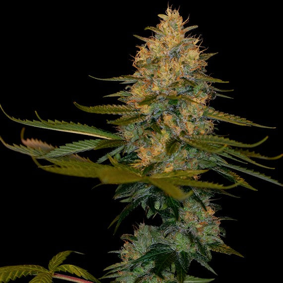DNA Genetics Exodus Kush Feminisiert