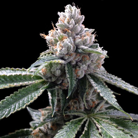 DNA Genetics Florida Lemons feminisiert