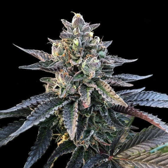 DNA Genetics Gelato Sorbet Feminisiert
