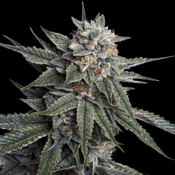 DNA Genetics Holy Grail Kush Feminisiert
