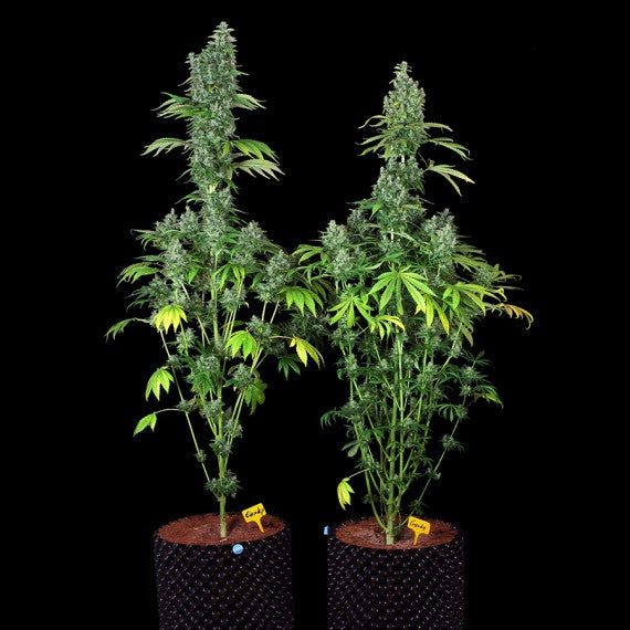 DNA Genetics Kandy Kush Regular