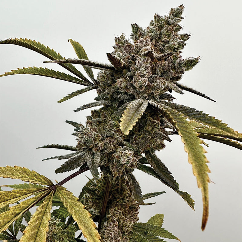 Exotic Genetix, Project 9, Feminisiert, 6 Stk