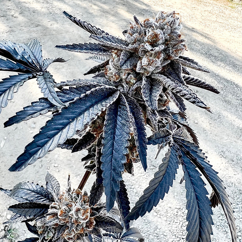 Exotic Genetix, Splitz, Feminisiert, 6 Stk