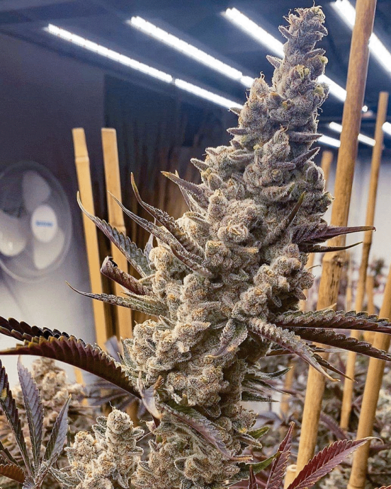 Solfire Gardens, NFSHEEEESH, Feminisiert, 6 Stk