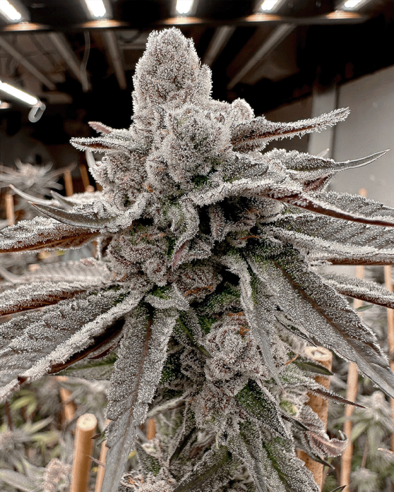Solfire Gardens, Yummy Yummy, Feminisiert, 6 Stk