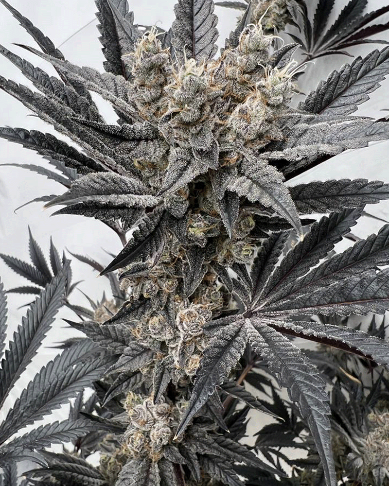 Solfire Gardens, Mind Melter, Feminisiert, 6 Stk