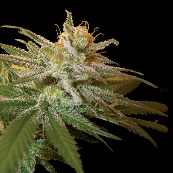 DNA Genetics Kushberry feminisiert