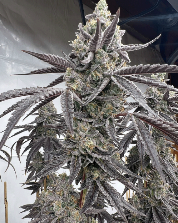 Solfire Gardens, Banana Clipz, Feminisiert, 6 Stk