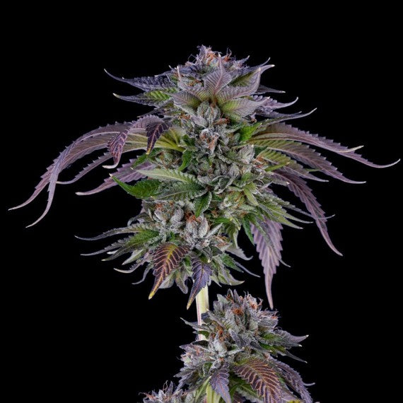 DNA Genetics LA Confidential Regular