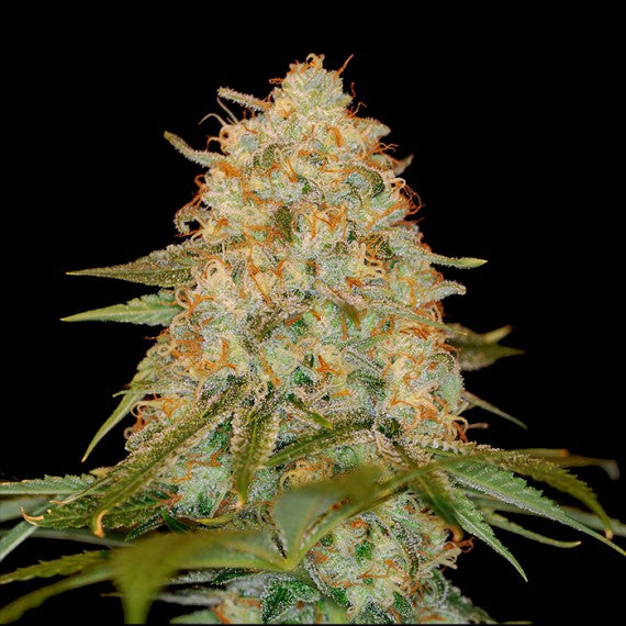 DNA Genetics LA Chocolate feminisiert
