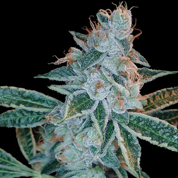 DNA Genetics Lemon OG Kush Feminisiert