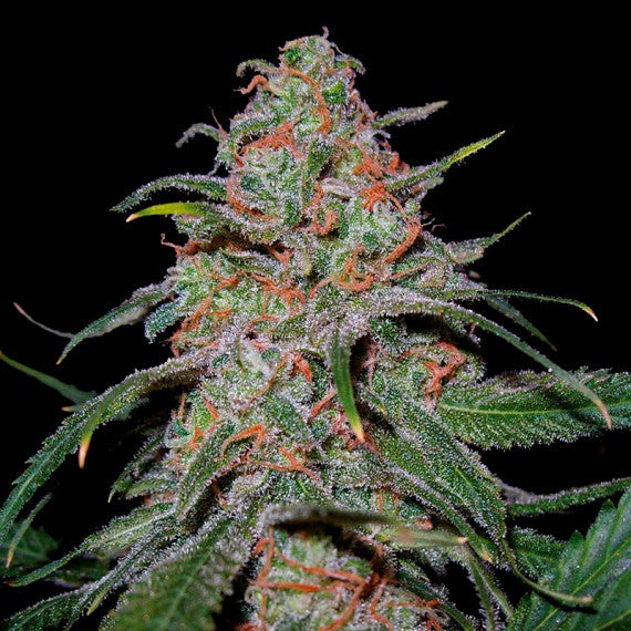 DNA Genetics Lemon Skunk Feminisiert