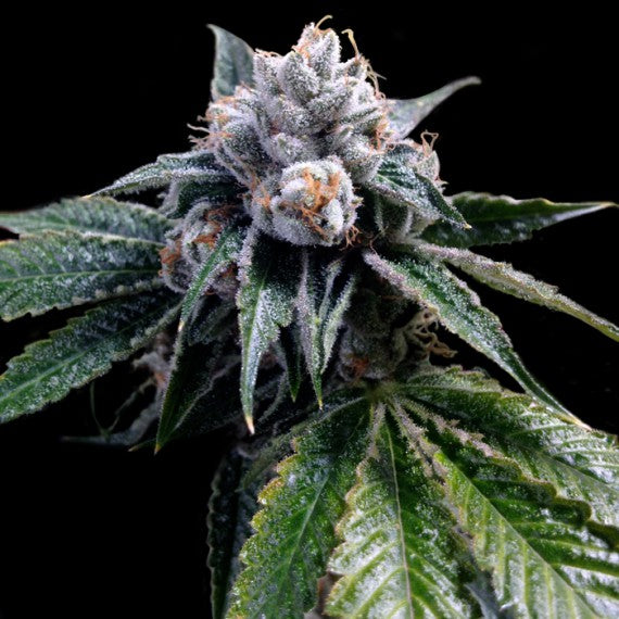 DNA Genetics Lemon Walker Feminisiert