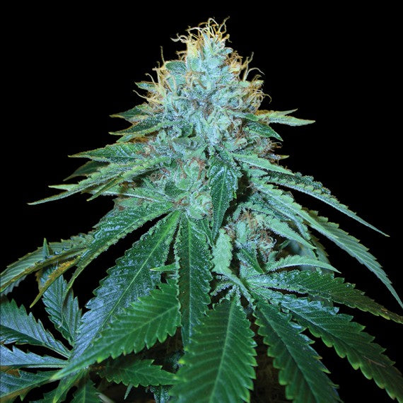 DNA Genetics The OG #18 Feminisiert