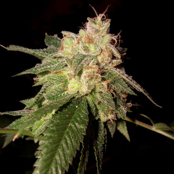 DNA Genetics OG Kush feminisiert