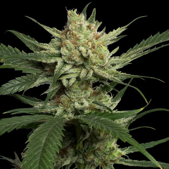 DNA Genetics Strawberry Banana Feminisiert