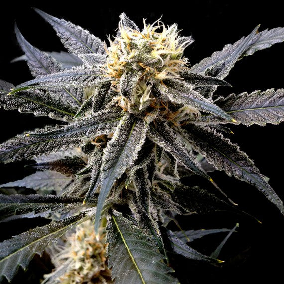 DNA Genetics Strawberry Banana Feminisiert