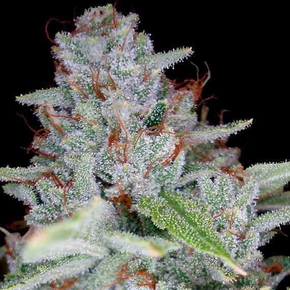 DNA Genetics Skywalker Kush Feminisiert