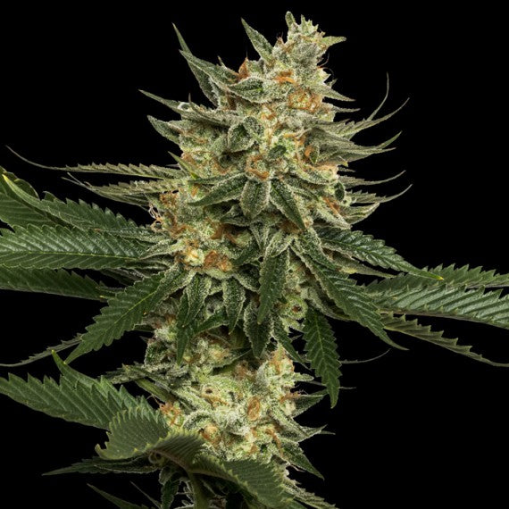 DNA Genetics Tangie Regular