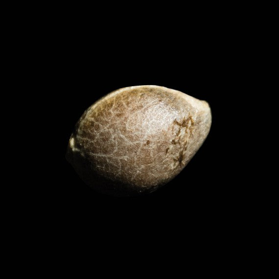 DNA Genetics Tangilope Feminisiert