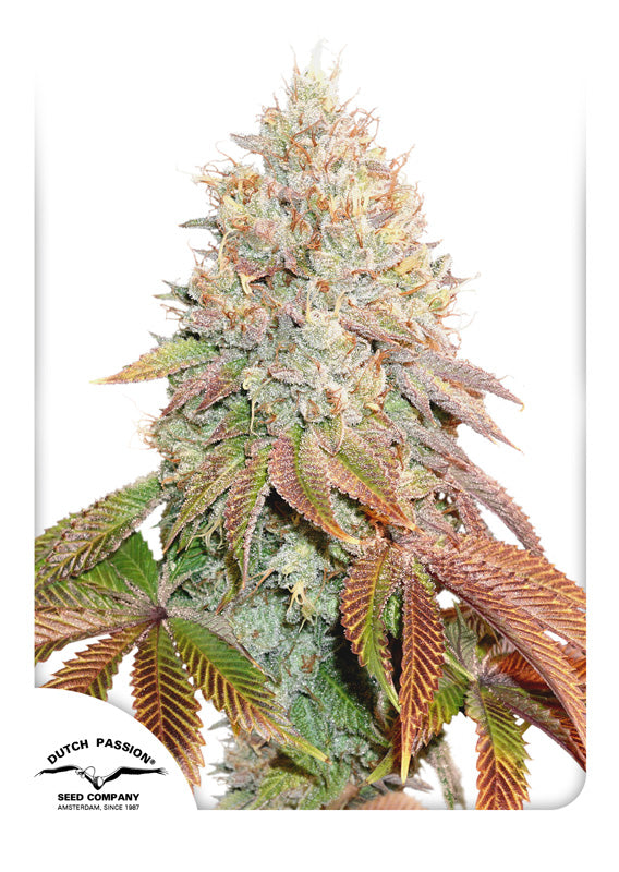 Dutch Passion Auto Banana Blaze