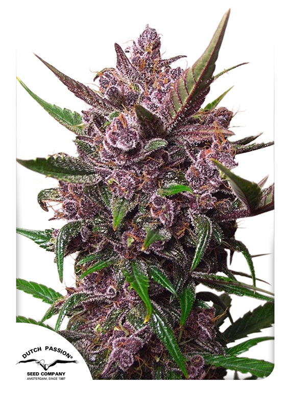 Dutch Passion Auto Blackberry Kush