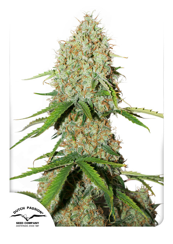 Dutch Passion Auto Brooklyn Sunrise