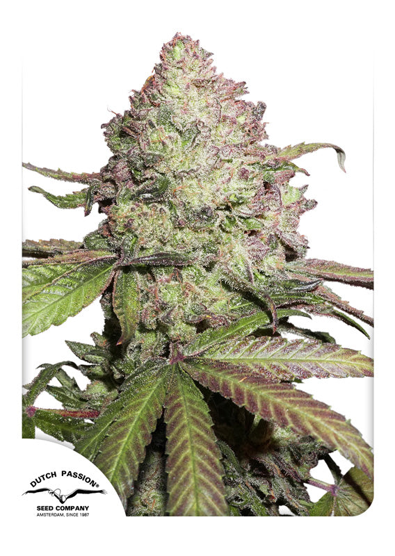 Dutch Passion CBD Auto Charlotte's Angel