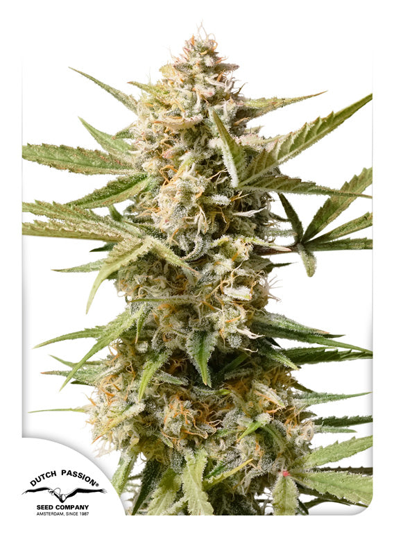 Dutch Passion Auto Cinderella Jack