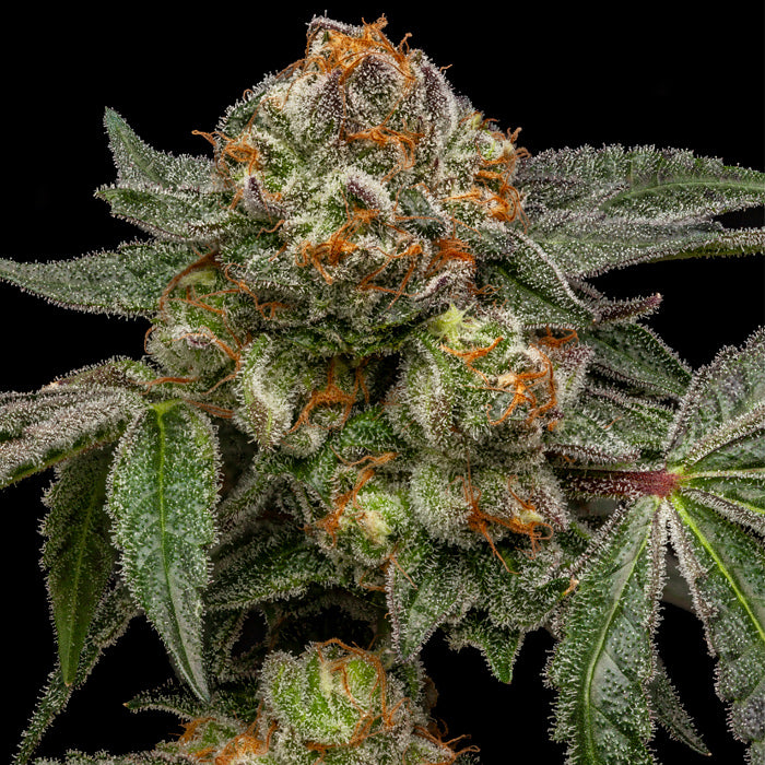 Ripper Seeds, Zake, Feminisiert, 5 Stk