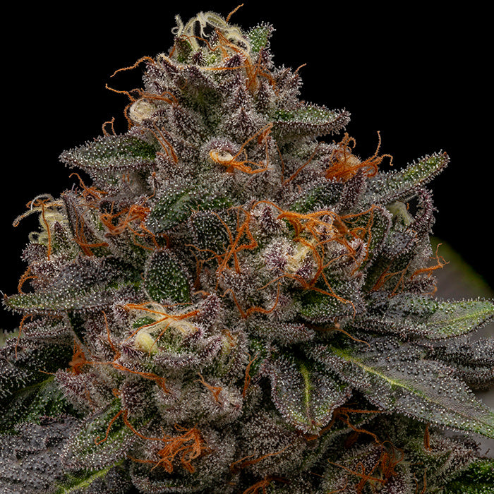 Ripper Seeds, Korenji, Feminisiert, 3 Stk