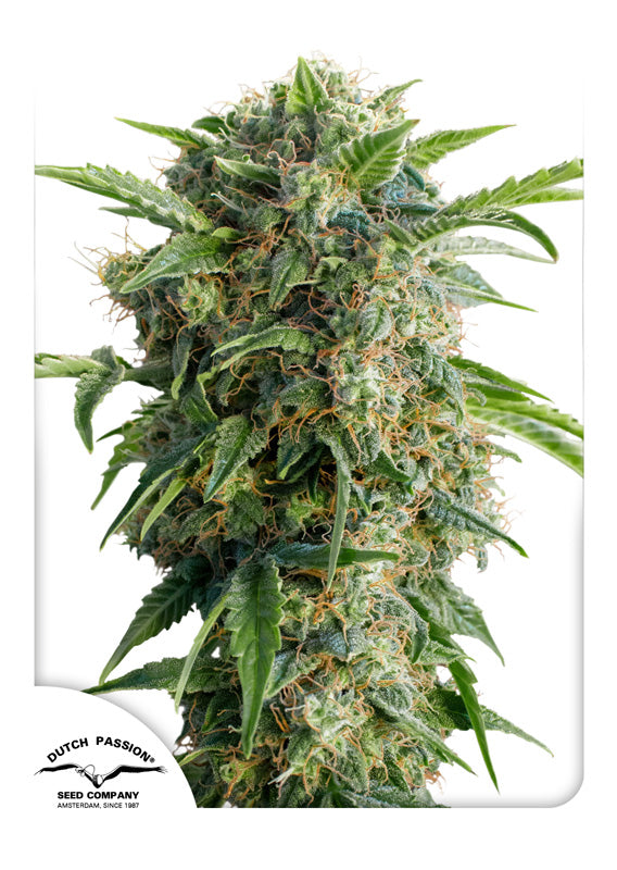 Dutch Passion Auto Daiquiri Lime