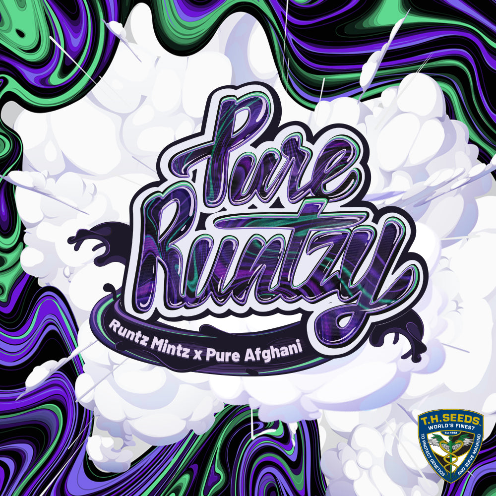 TH Seeds Pure Runtzy, Feminisiert, 2 Stk
