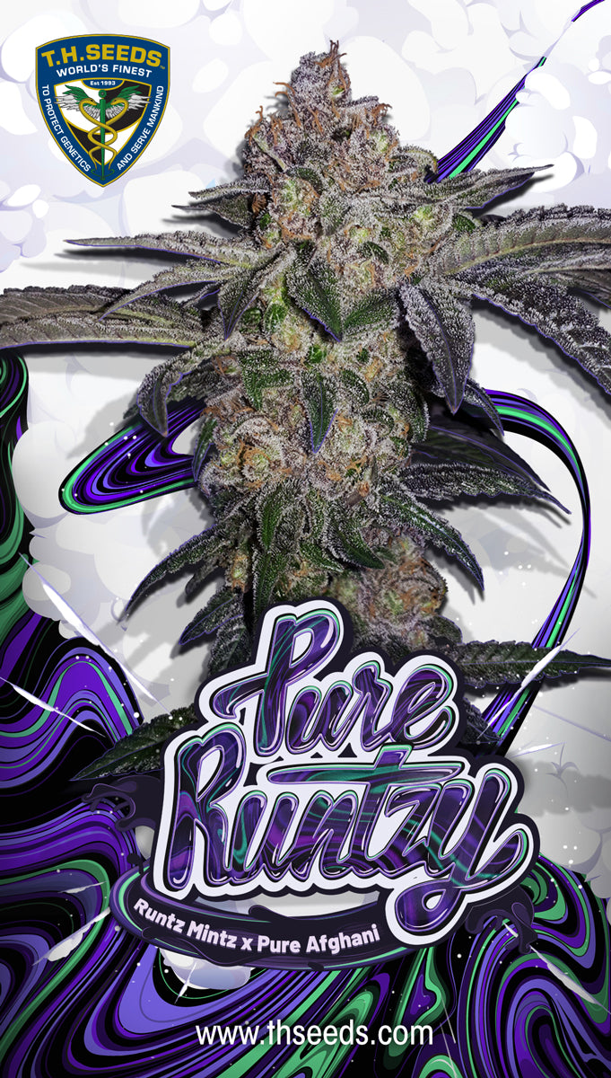 TH Seeds Pure Runtzy, Feminisiert, 2 Stk