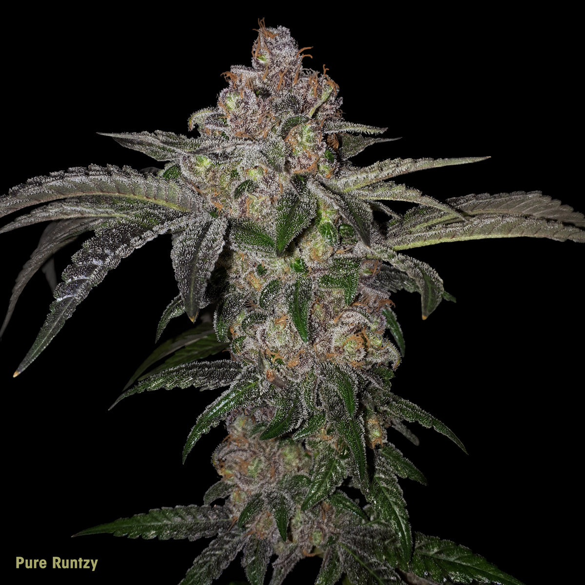 TH Seeds Pure Runtzy, Feminisiert, 2 Stk