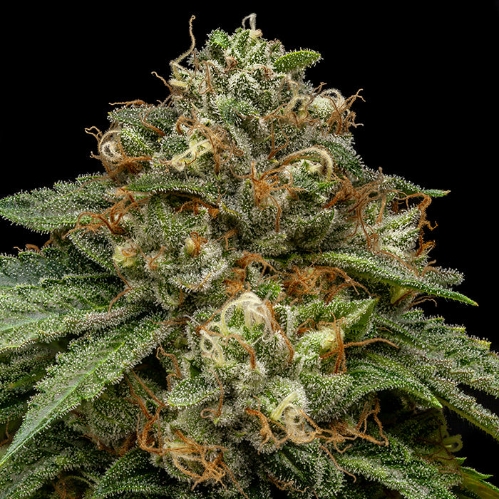 Ripper Seeds, Kroma, Feminisiert, 1Stk