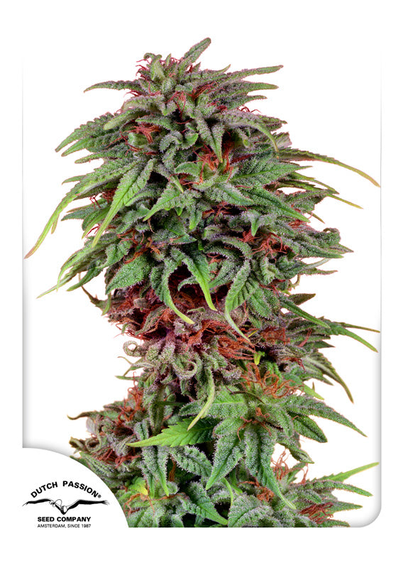 Dutch Passion Auto Durban Poison Feminisierte Autoflower