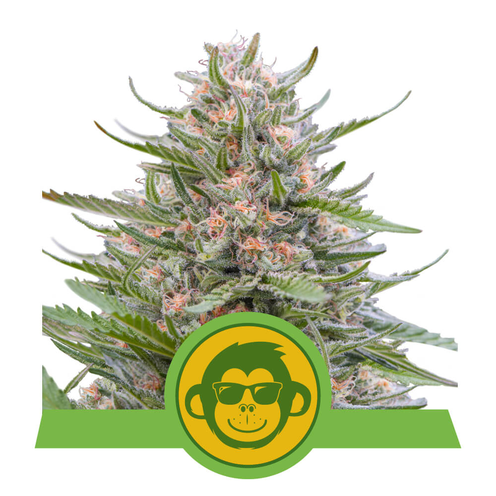 Royal Queen Seeds Grape Ape Auto 3 Stk