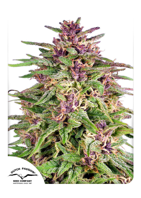 Dutch Passion Auto Frisian Dew Feminisiert Autoflower