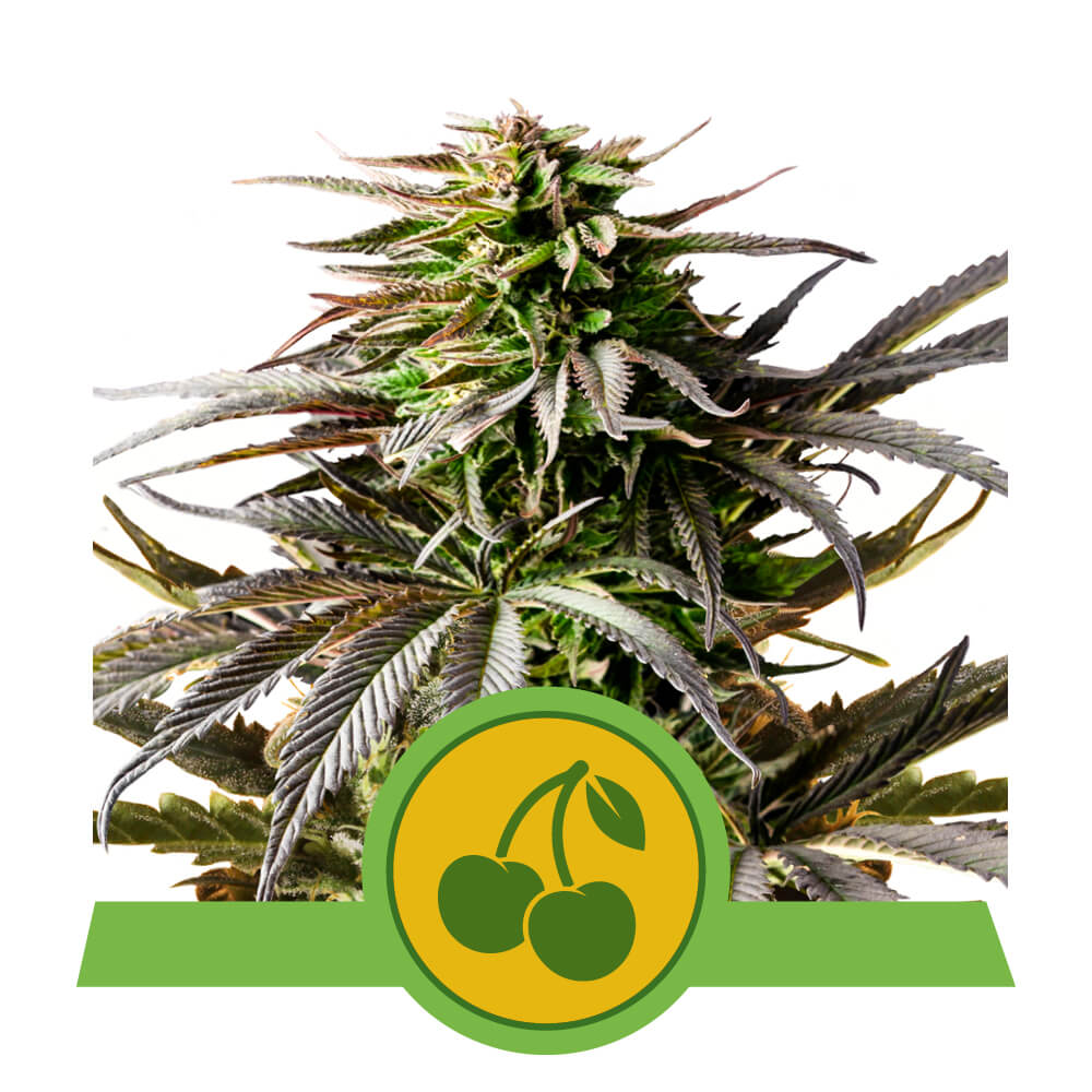 Royal Queen Seeds Cherry Pie Auto 5 Stk