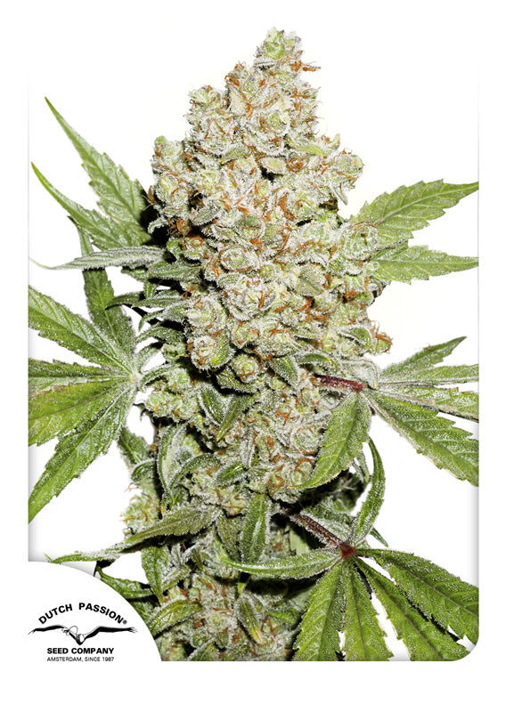 Dutch Passion Auto Lemon Kix (Zkittlez)