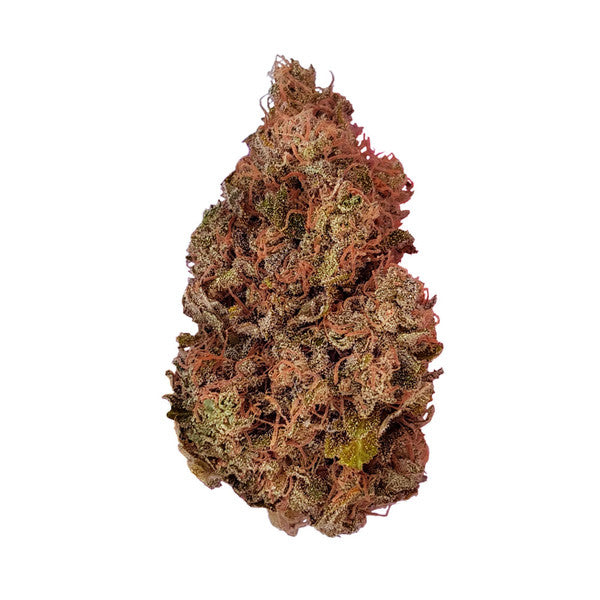 Royal Queen Seeds Purple Queen feminisiert LLL LLL