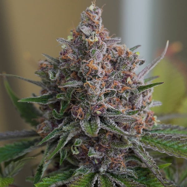 Royal Queen Seeds Purple Queen feminisiert LLL LLL