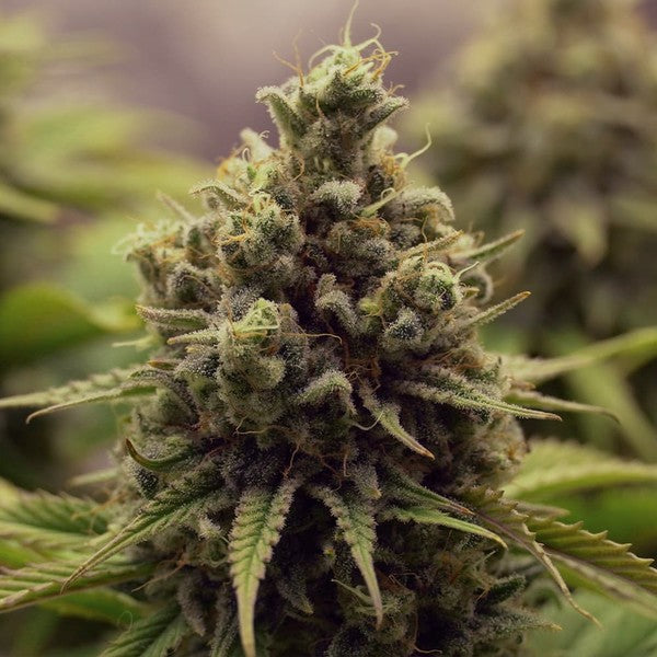 Royal Queen Seeds Purple Queen feminisiert LLL