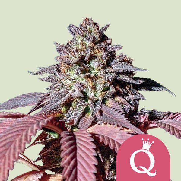 Royal Queen Seeds Purple Queen feminisiert LLL LLL LLL